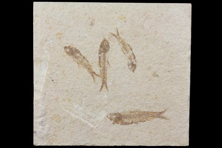 Fossil Fish (Knightia) Plate- Wyoming #111237